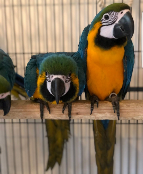 Macaw Parrots For Adoption WhatsApp +15102101065