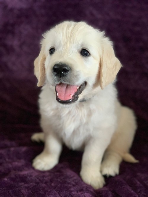 Golden Puppies For Adoption WhatsApp +15102101065