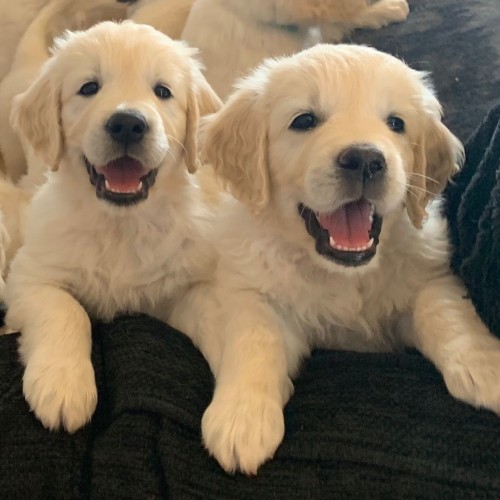 Golden Puppies For Adoption WhatsApp +15102101065