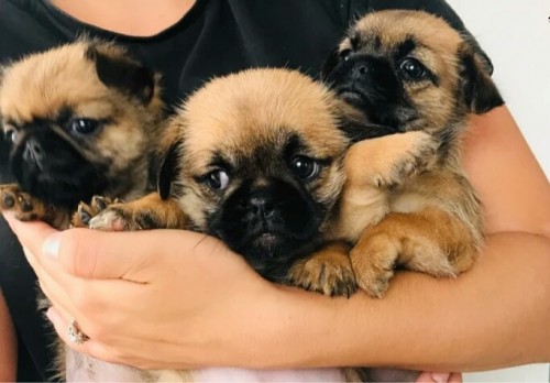Pug Puppies For Adoption WhatsApp +15102101065