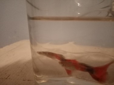 Guppies For Sale 