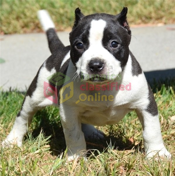 Marvelous Pitbull Puppies For Sale in Hanover Kingston St ...