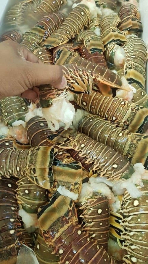 Lobsters & Lobster Tails For Sale Per Lb