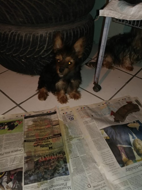 Yorkshire Terrier Male Puppy
