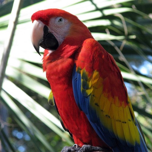Pairs Of Scarlet Macaws Parrots Available