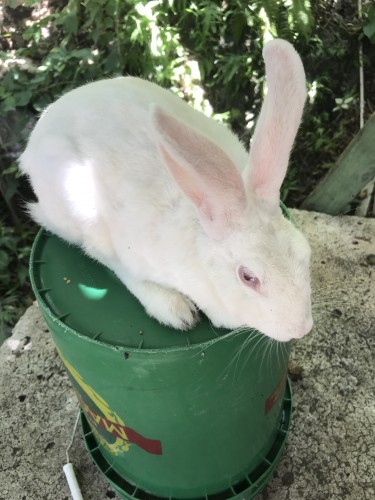 Florida White Rabbit 