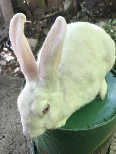 Florida White Rabbit 