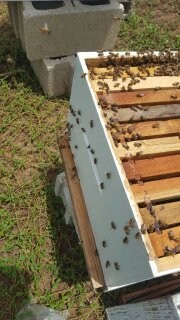 10 Bee Colonies And Starter Equipment
