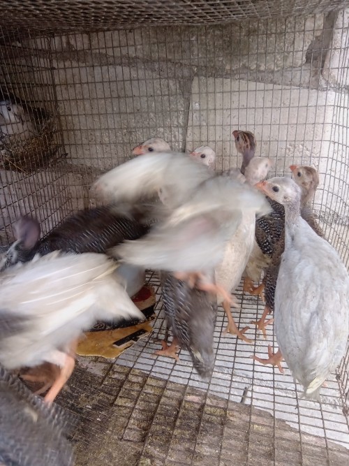 Gini Chick For Sale Pair