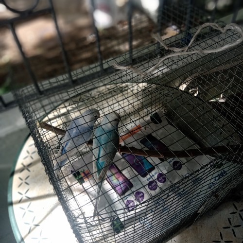 Budgies With Cage (1pair )