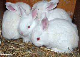 Rabbits 