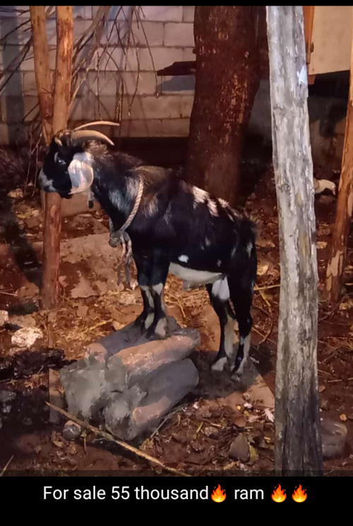 Ram Goat  For A New Home Young Steady Ram