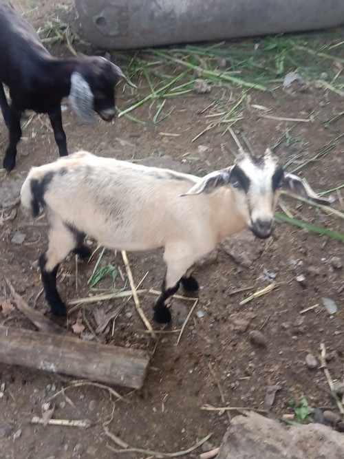 Goats One Pregnant And One Mix