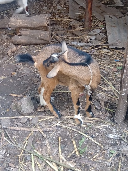 Goats One Pregnant And One Mix