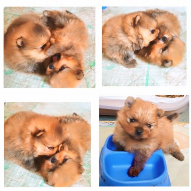 Pomeranian Puppies 