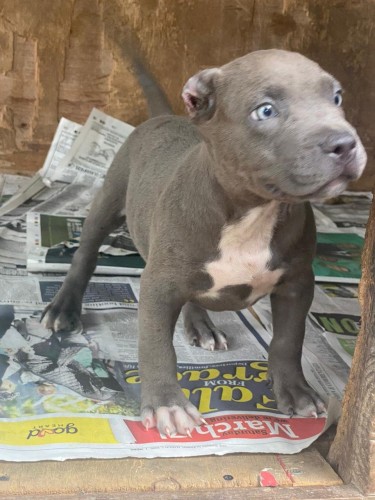 BLUE NOSE PUPPY FOR SALE 