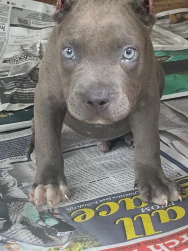BLUE NOSE PUPPY FOR SALE 