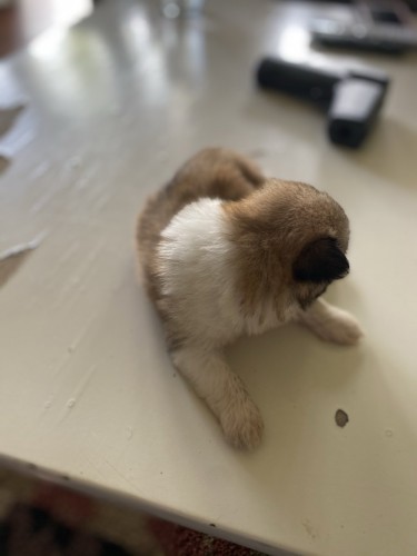 Shih- Pom Puppies For Sale!