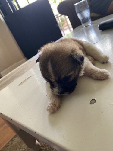 Shih- Pom Puppies For Sale!
