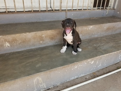 Pitbull,  2 Shots ,2 And Half Months Old