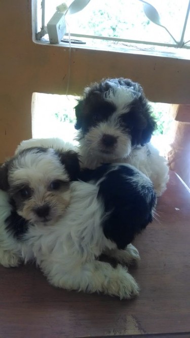 Shih Tzu Poodle Puppies - WHATSAPP MESSAGE ONLY