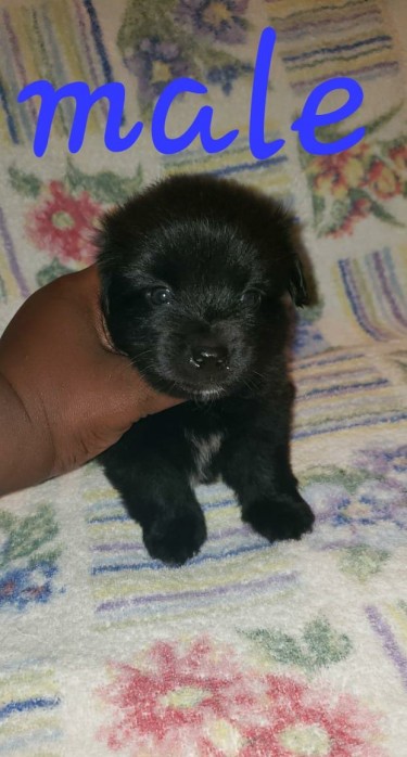 Shiranian Pups All Male- WHATSAPP MESSAGE ONLY