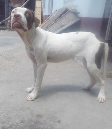6 Months Old Female Bulldog X Bully