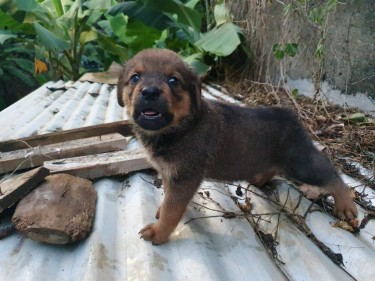 Rotti Mix Pups For Sale WhatsApp For More Info