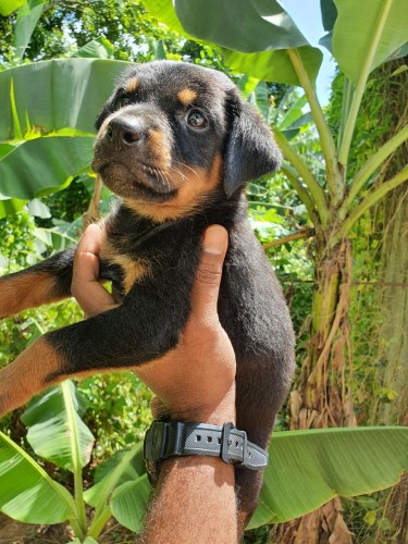 Rotti Mix Pups For Sale WhatsApp For More Info