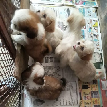 Shih Tzu Poodle Puppies - WHATSAPP MESSAGE ONLY