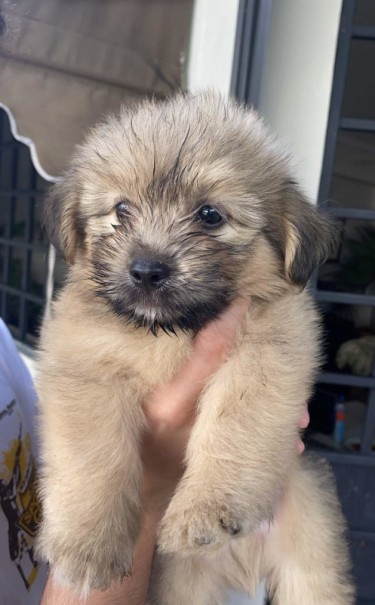 Shih- Tzu Pomeranian Puppies For Sale!!