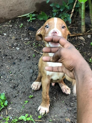 Pitbull Pups For Sale