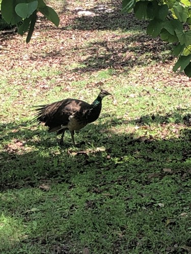 Peahens