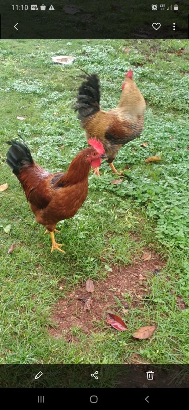 Rooster 