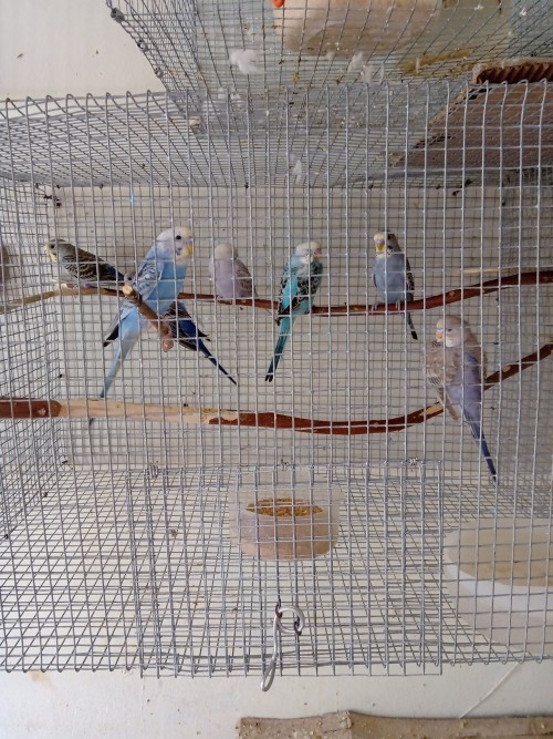 Budgies With Cage