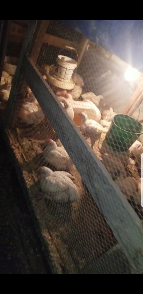 Chicken For Sale 100 Pounds And Over