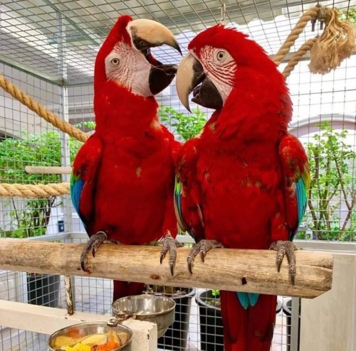 We Have Beautiful Male And Female Greenwing Macaw