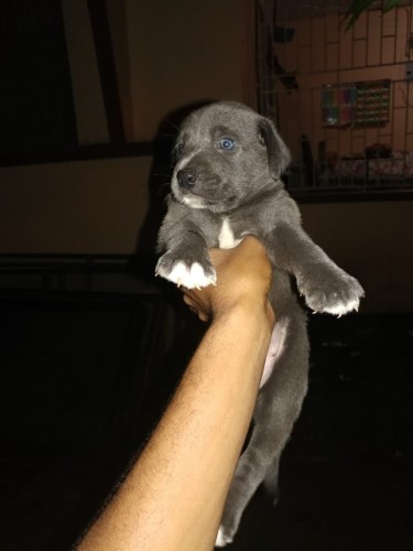 Labrador Mix Male Puppy
