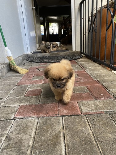 Two Shih Tzu Pomeranian Puppies For Sale!