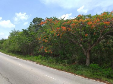 Commercial/Residential Land - Spur Tree Main Road