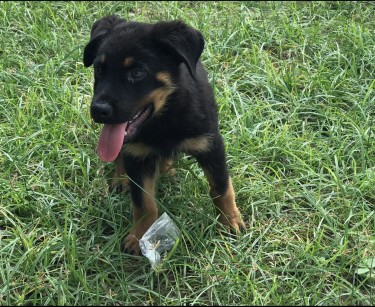 Male Rottweiler/Shepherd For Sale (vaccination 1)