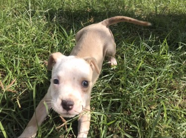 Female BullyPit For Sale (one Vaccine Given )