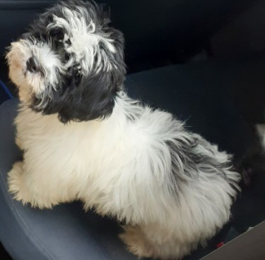 Selling A Shihpoo Puppy