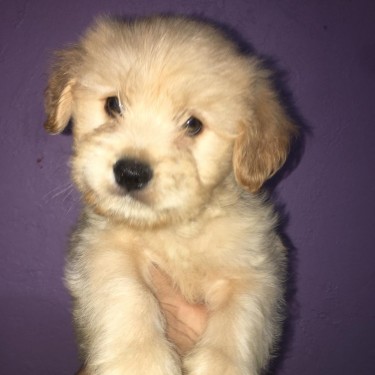  SHIH-POM PUP For SALE 1 Male LEFT!