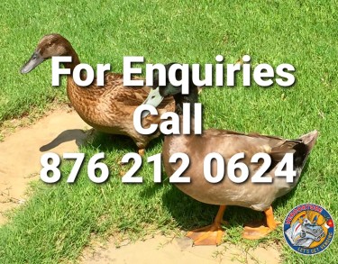Khaki Campbell Ducks For Sale In Jamaica