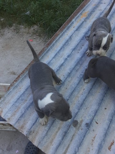 Purebred American Bully Puppies For Sale 