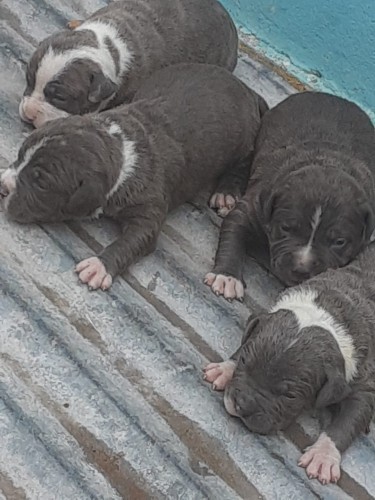 Purebred American Bully Puppies For Sale 