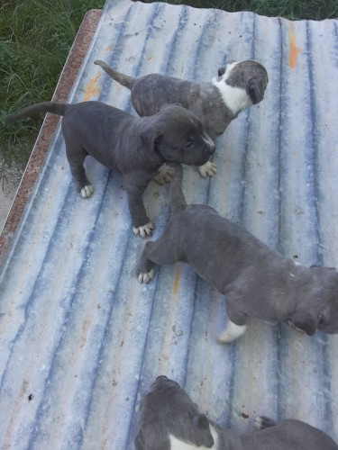 Purebred American Bully Puppies For Sale 