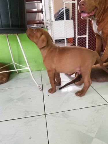8 Week Old Pitbull Puppies