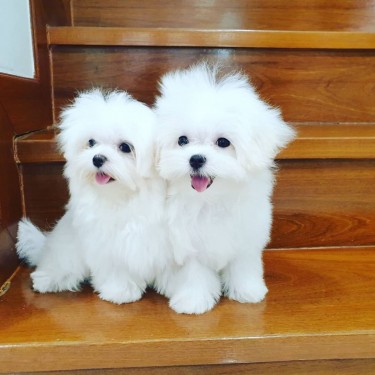 Gorgeo Teacup Maltese Puppies Needs A New Family